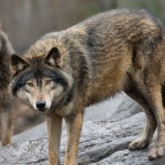 युरोपमा ब्वाँसो संरक्षण कानुनमा किन गरियो परिवर्तन ?